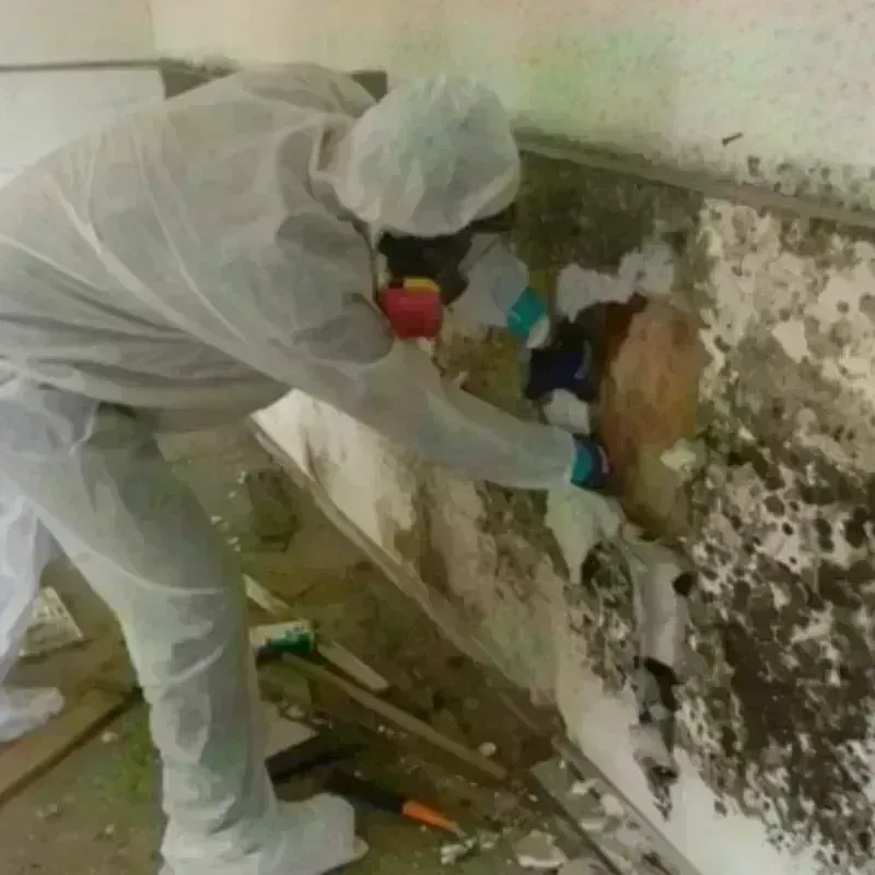 Mold Remediation and Removal in Sunrise, FL